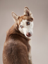 Portrait Of A Beautiful Dog Beige Background. Siberian Husky Happy Pet In The Studio