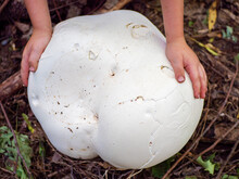 Calvatia Gigantea. Giant Puffball In Hands Is Edible And Medicinal Mushroom