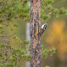 Wildlife In Finland. Bears, Wolverine And Birds.