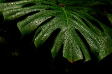 Large Leaves With Water Droplets Of Monstera Deliciosa On Black Background