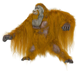 Wall Mural - orangutan is aggressive in white background