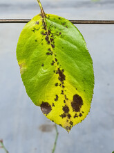 Leaf Of A Rose Plant With Symptoms Of Fungal Infection (rose Black Spot Disease - Diplocarpon Rosae)