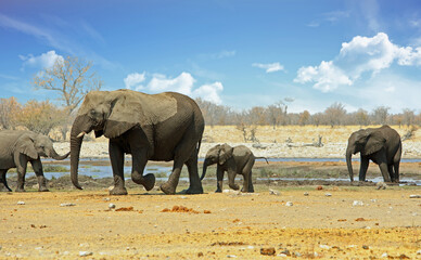 Wall Mural - A Matriach Elephant and her very young elephant baby stand at a waterhole, with other elephants looking on. Rietfontein, Etosha, Namibia