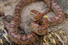 close-up on a corn snake resting in the sand