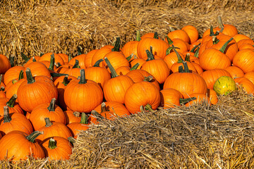 Wall Mural - Pumpkins and gourds, Halloween celebration