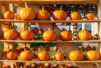 Poster - Pumpkins and gourds, Halloween celebration