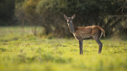 Wall Mural - young red deer, cervus elaphus, standing on green meadow in summer sunlit. juvenile hind looking to 