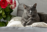 Fototapeta Koty - A large adult British cat lies and naps on a pillow on a bed near a bouquet of red roses.