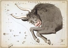 Zodiac In 1824 Urania's Mirror Board Taurus Panels From Vectors