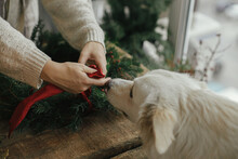 Woman Together With Cute White Dog Decorating Christmas Wreath With Red Ribbon Rustic Wooden Table. Making Christmas Wreath, Moody Holiday Image. Pet And Winter Holidays