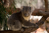 Fototapeta Tęcza - the koala is a grey marsupial with fluffy ears and a white chest