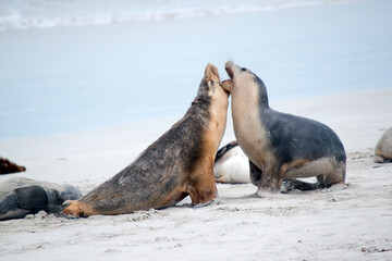 Wall Mural - the sea lion pup is grey on the top and white on its bottom