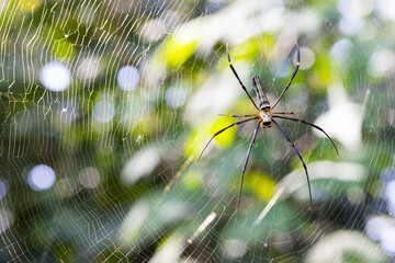 Forest spider, green backgdrop blur from the leaves, bokeh from incoming light good for background.