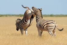 Two Plains Zebra Stallions (Equus Burchelli) Fighting And Kicking, Etosha National Park, Namibia.