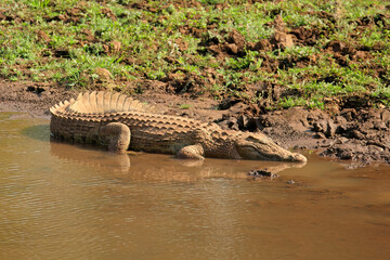 Sticker - A Nile crocodile (Crocodylus niloticus) basking in shallow water, Kruger National Park, South Africa.