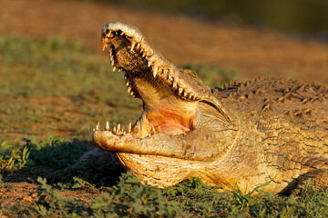 Wall Mural - portrait of a large nile crocodile (crocodylus niloticus) with open jaws, kruger national park, sout