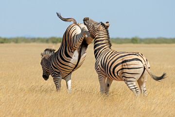 Wall Mural - two plains zebra stallions (equus burchelli) fighting and kicking, etosha national park, namibia.