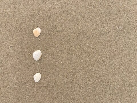 Seashells arranged as bullet points in sand on beach