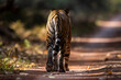 A young tigress walks away on the safari path at Dudhwa National Park