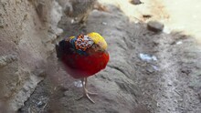 The Beautiful Golden Pheasant Or Chinese Pheasant - Chrysolophus Pictus. Portrait Of The Colorful Male Fluffy Bird Standing On Gray Ground On One Leg And Bending The Other And Female Bird In Backdrop