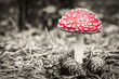 Beautiful - Red Fly Agaric Mushroom in Forests - Amanita Muscaria - Toadstool - Close-Up - Herbst Stimmung - Waldpilz - Glückspilz - Fliegenpilz - Colorkey - Background - Mushroom in the Woods