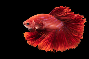 Red Betta fish, Siamese fighting fish in beautiful movement isolated on black background, Studio shot.