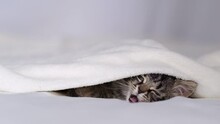 Frozen Kitten Warms Up Under A Warm Blanket, A Sleepy Kitten Sleeps Under A Blanket. Pets In Cozy Home On Couch.