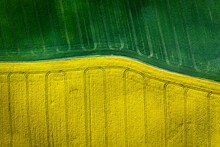 Top Down View Of Green And Yellow Field In Countryside.