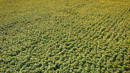Wall Mural - Yellow sunflower field, aerial view. Agriculture in Poland
