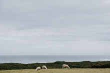 Sheep Graze With A Coastal Backdrop.