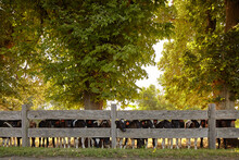 Dairy Calves Lined Up At Post And Rail Fence