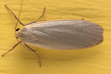 Dingy Footman Moth On Yellow Backgroung.