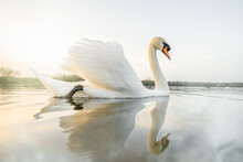Beautiful Serene Swan Reflected In Perfectly Still Water At Sunset Nature Reserve