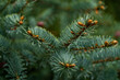 © Tetra Images - Close-up of pine branch