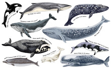 Illustration Of Whales On A White Background.