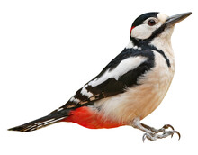 Male Of Great Spotted Woodpecker (Dendrocopos Major), PNG, Isolated On Transparent  Background