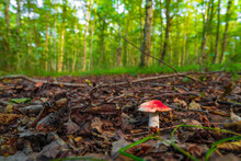 Russula Mushroom In The Forest