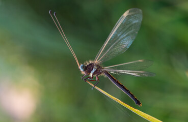 Wall Mural - An owlfly Ascalaphidae , a dragonfly-like insect perching on a grass in the morning during golden hour with bokeh background 