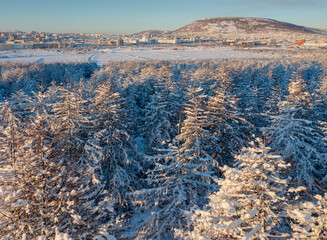 Wall Mural - Winter aerial view of a snowy forest. In the distance the city of Magadan. The nature of Siberia and the Russian Far East. Snow on the branches of larch trees. Cold weather. Magadan region, Russia.