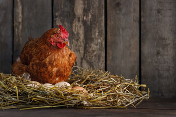 Wall Mural - hen laying eggs in nest of hay inside chicken coop