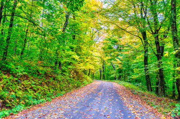 Wall Mural - Autumn leaves in foliage season, fall colors