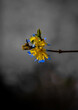 żółto-niebieskie kwiaty forsycji na szarym tle