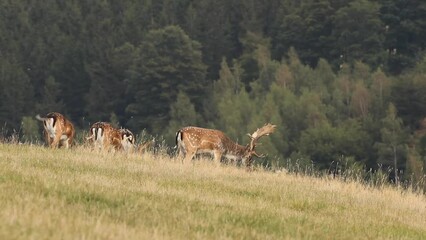 Wall Mural - Fallow deers on the meadow. Deers during rutting time. European nature. 