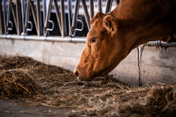 Wall Mural - Beef cattle cow eating at the farm. Domestic animals husbandry.