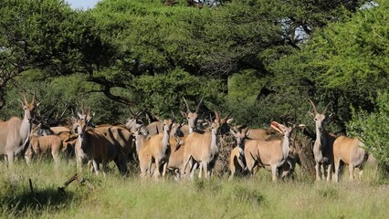 Canvas Print - An eland antelope (Tragelaphus oryx) herd in natural habitat, Mokala National Park, South Africa