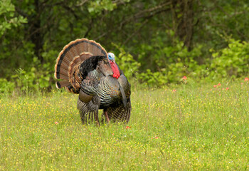 beautiful tom rio grande wild turkey strutting amidst yellow and pink wildflowers in spring; with hi
