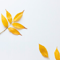 Colorful Autumn fall leaves frame on the white background. Copy space