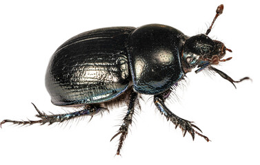 A black beetle on an isolated background