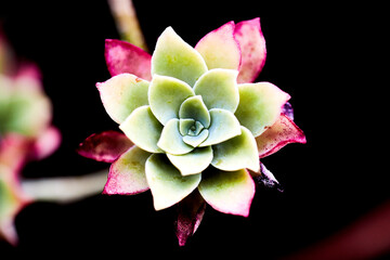 Canvas Print - close up of flower