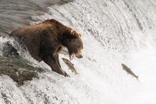 Wild Grizzly Brown Bear On Top Of Brooks Falls In Katmai, Alaska With His Mouth Open Prepared To Catch A Leaping Sockeye Salmon Fish With His Sharp Teeth. 